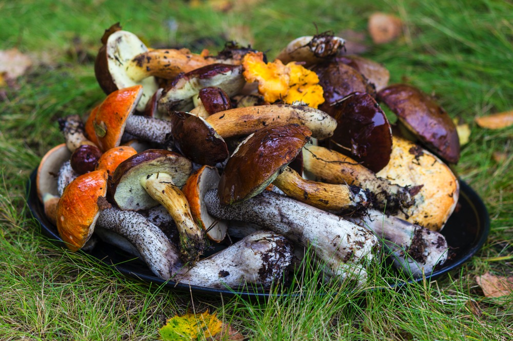 Pick good mushrooms before freezing